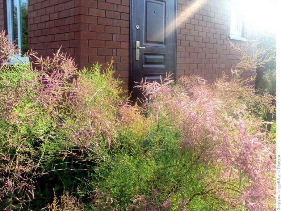 Тамарикс мелкоцветковый