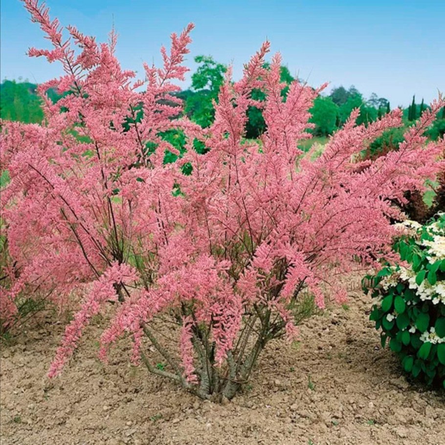 Тамарикс четырёхтычинковый