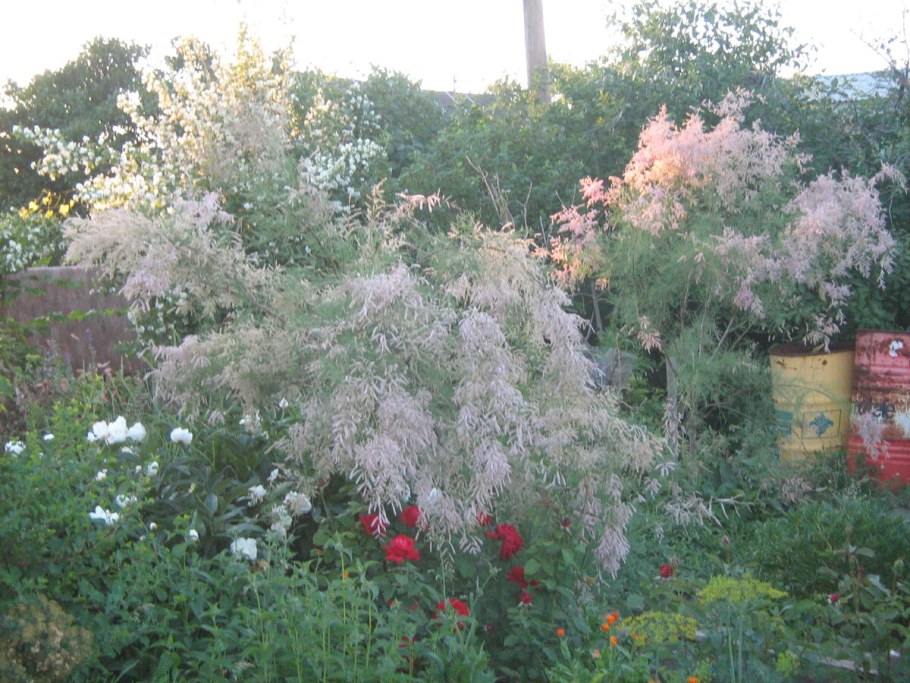 Тамарикс мирикария кустарник