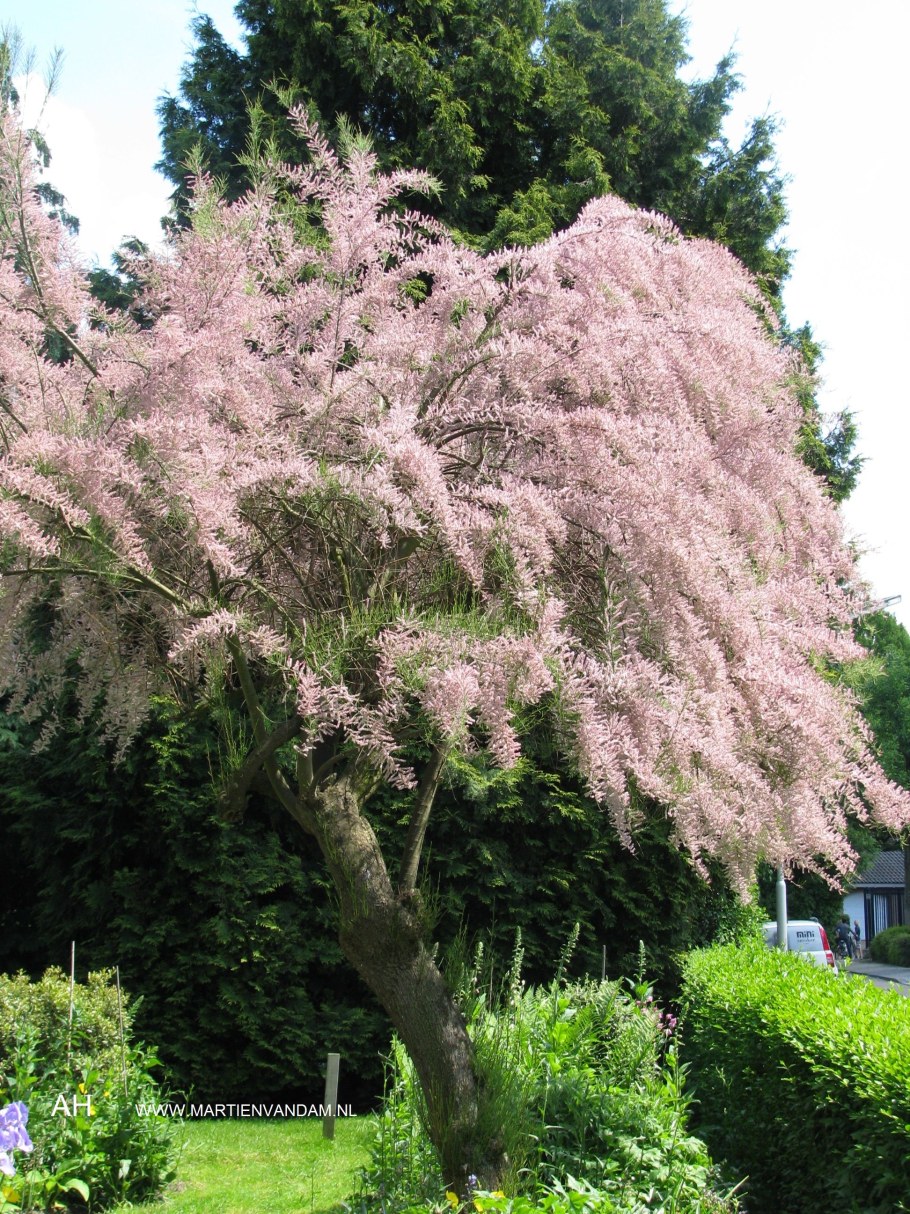 Тамарикс многоветвистый