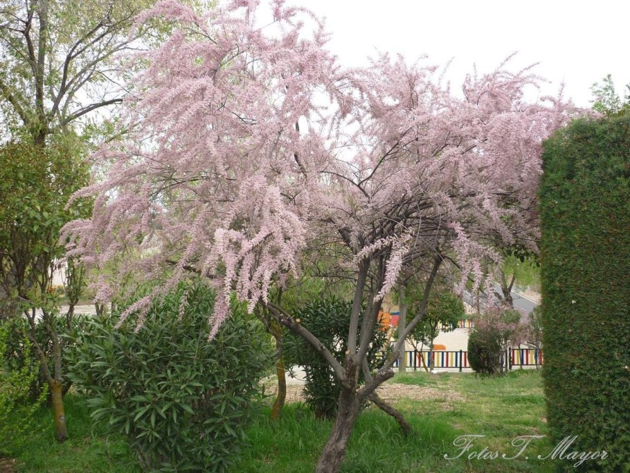 Тамарикс четырехтычинковый