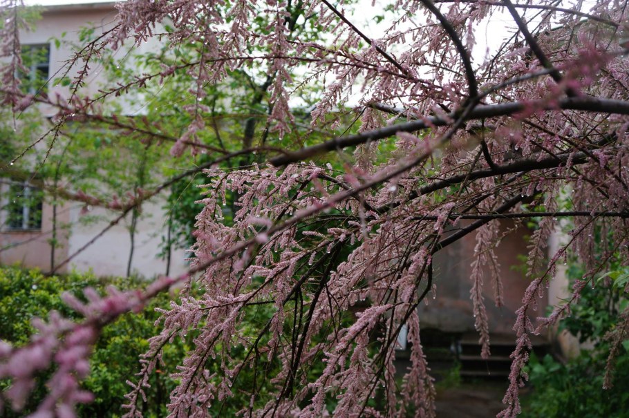 Стефанандра тамарикс