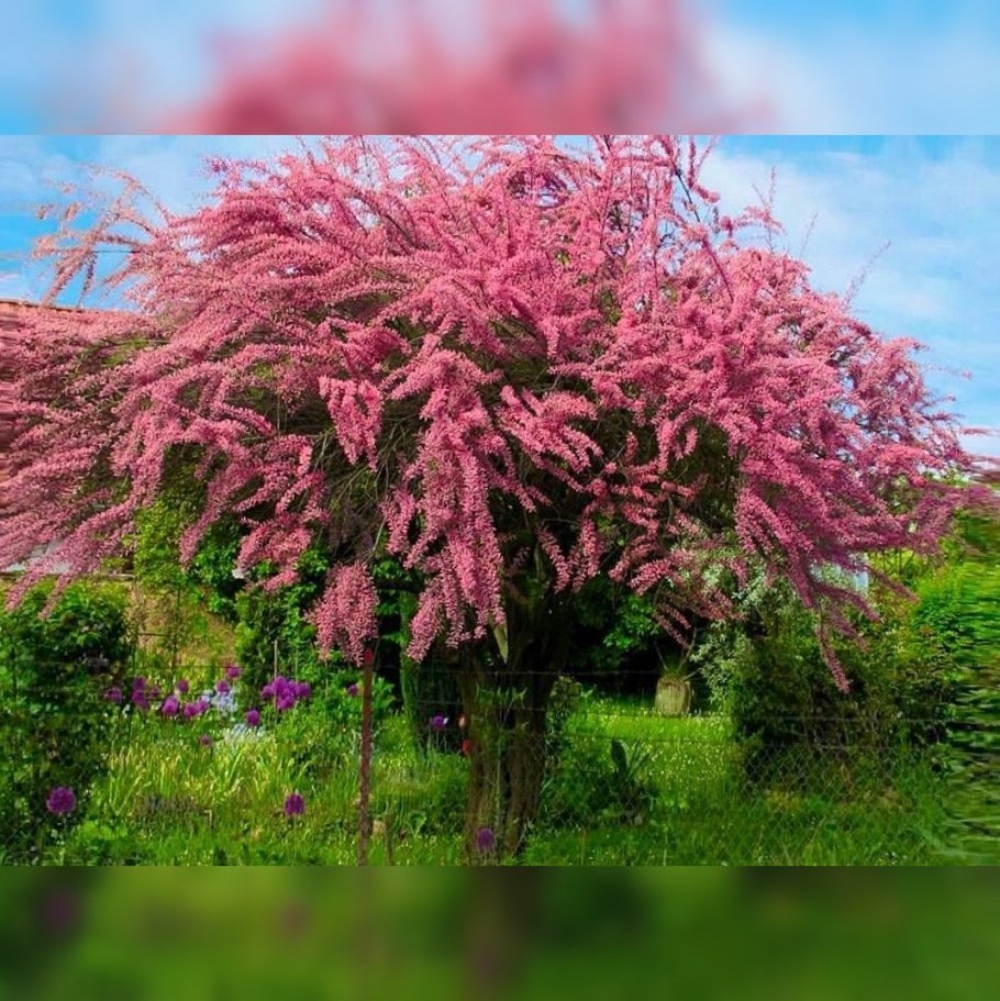 Тамарикс бисерник