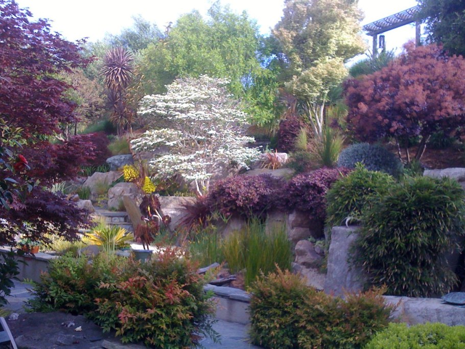 Скумпия Кожевенная