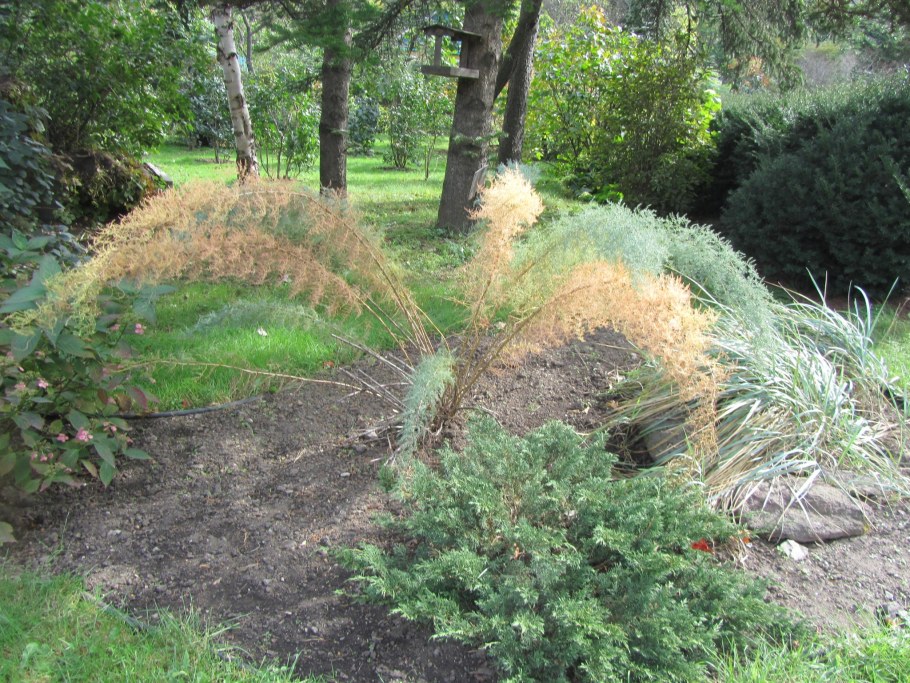 Мирикария лисохвостниковая