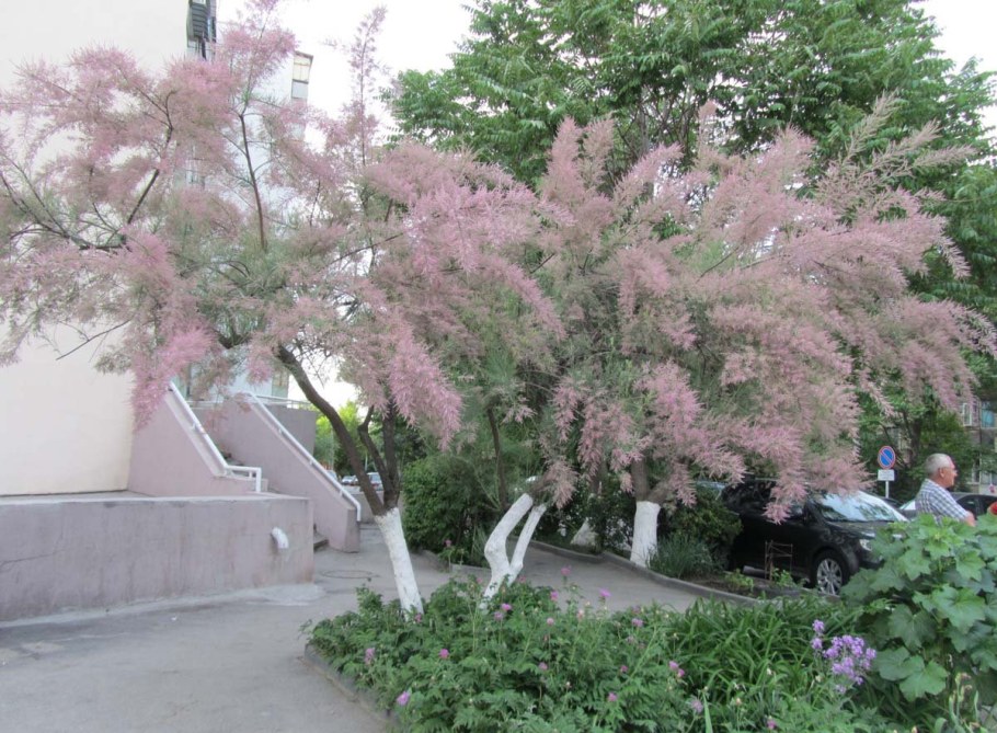 Тамарикс Pink Cascade