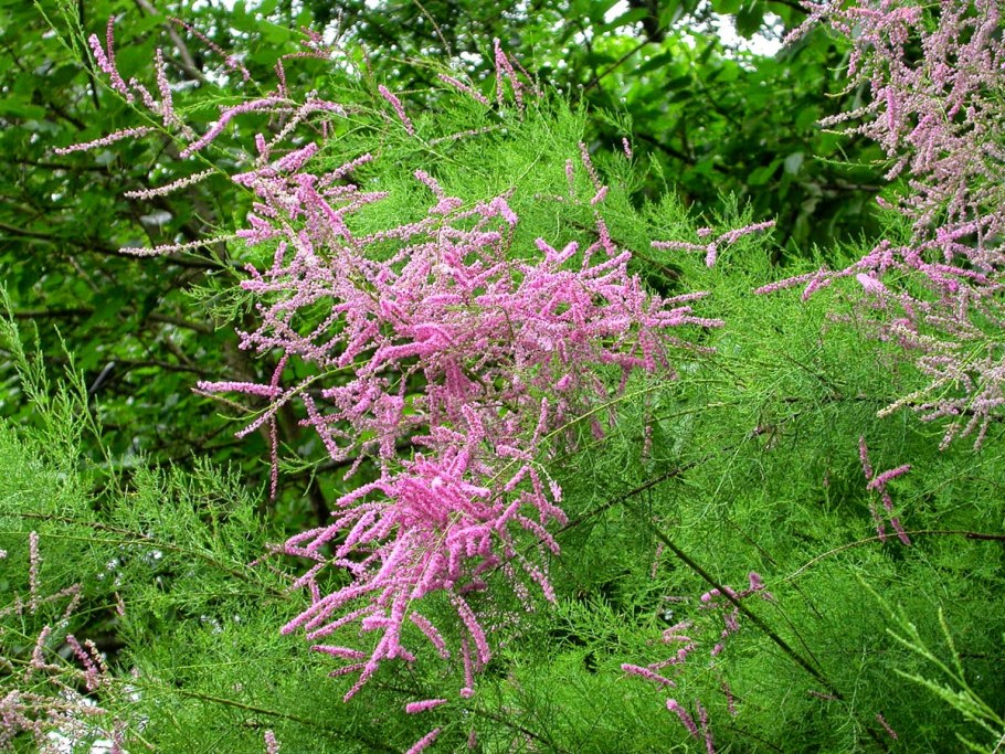 Тамарикс бисерник