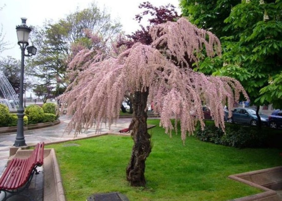 Тамарикс четырехтычинковый