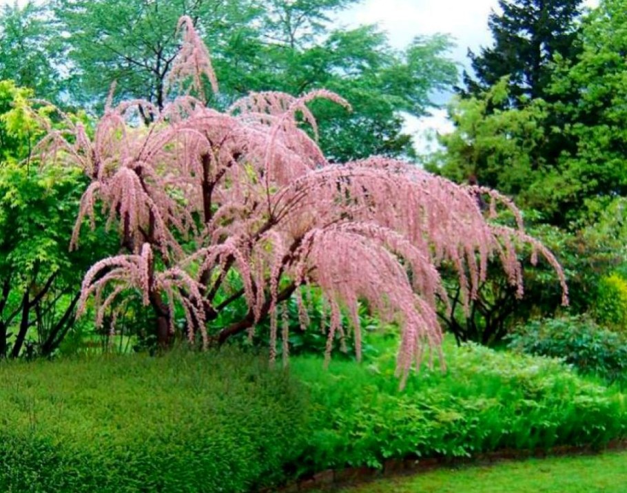 Тамарикс бисерник