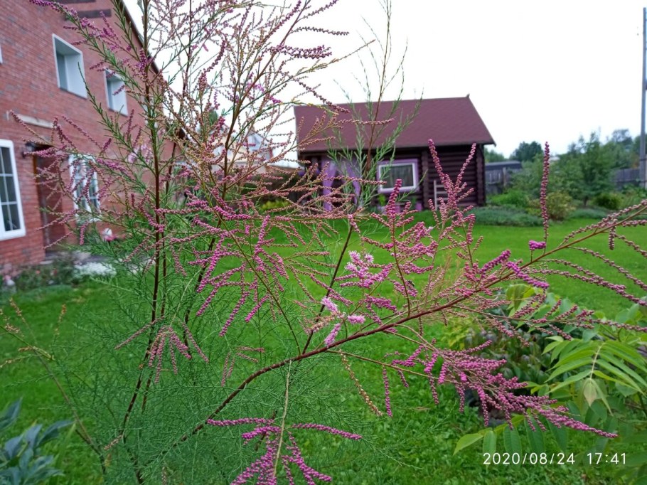 Тамарикс изящный