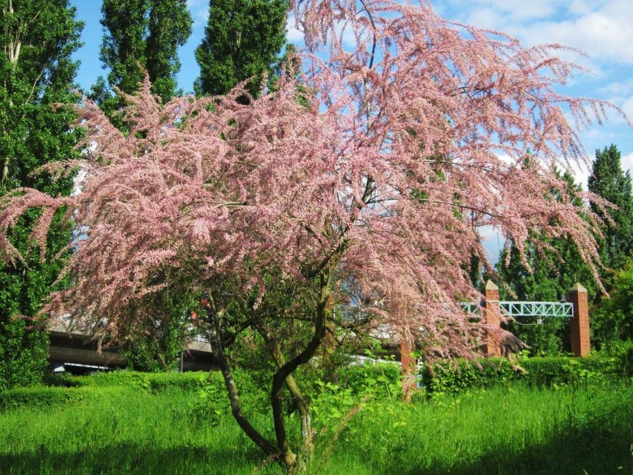 Тамарикс Гребенщик