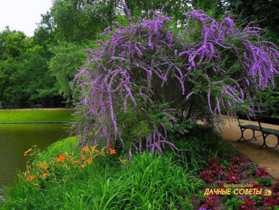 Буддлея очереднолистная Buddleja alternifolia