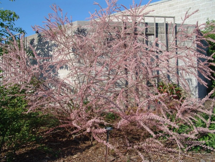 Тамарикс четырехтычинковый