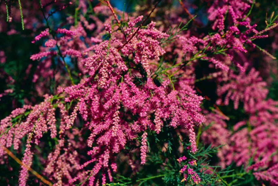 Тамарикс многоветвистый