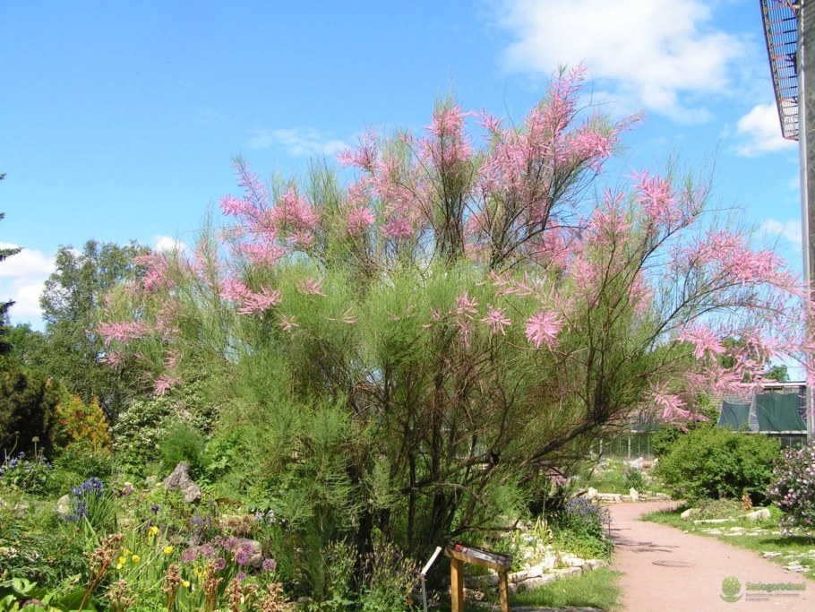 Тамарикс многоветвистый