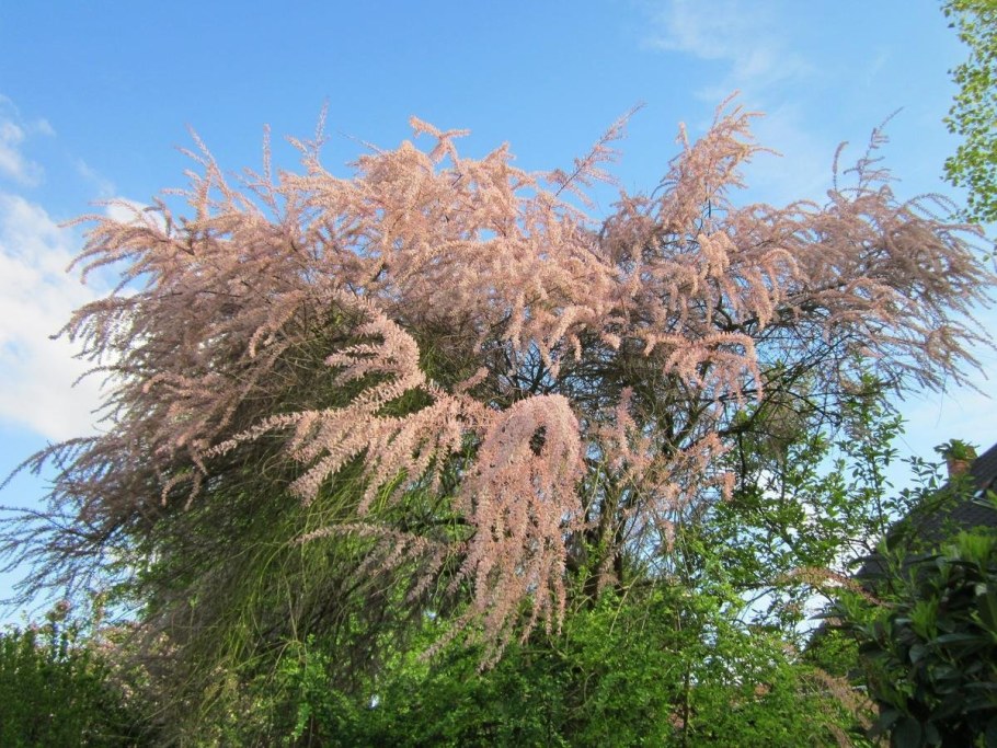 Тамарикс четырёхтычинковый