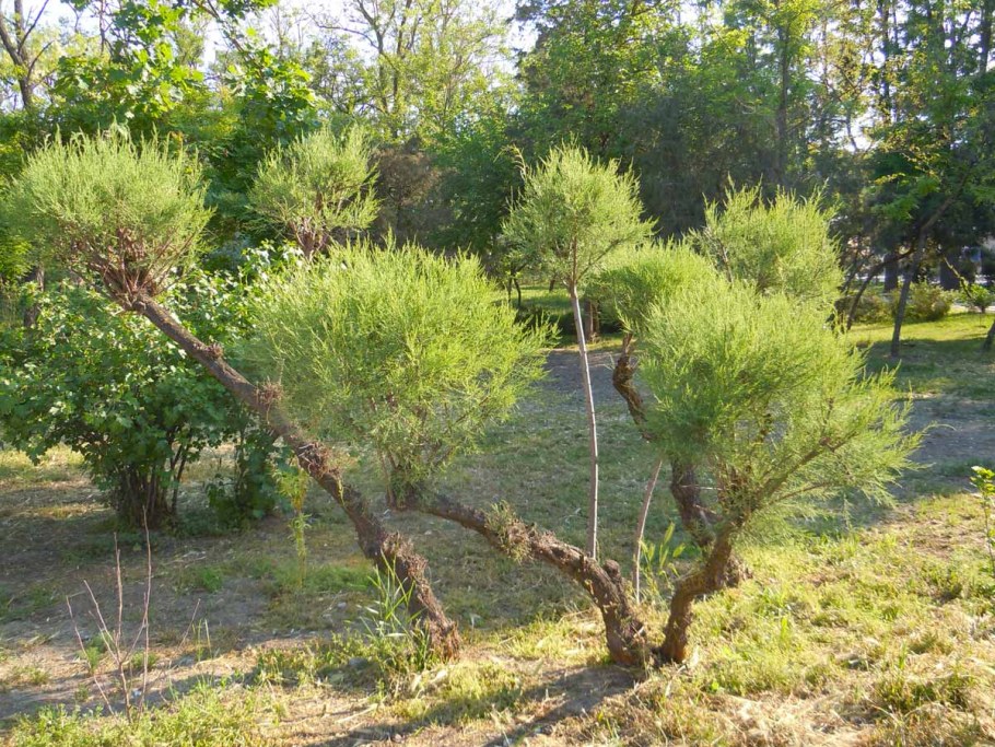 Тамарикс дерево