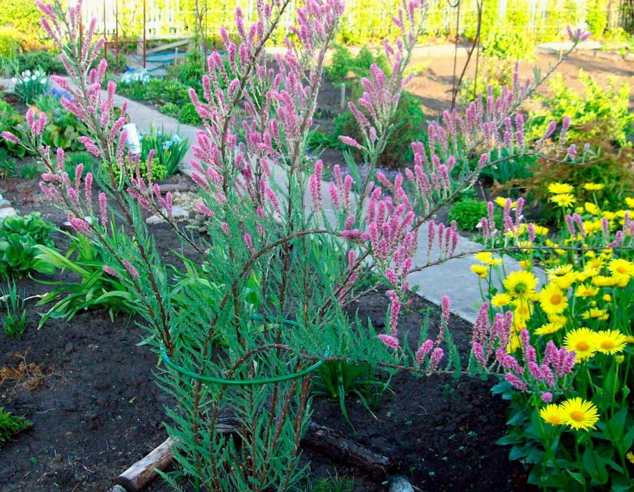 Мирикария лисохвостниковая тамарикс