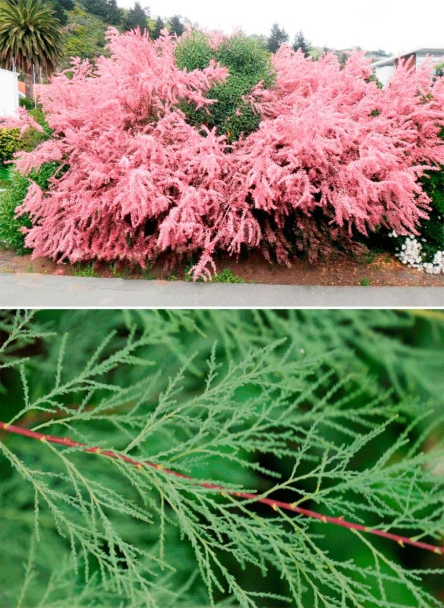 Тамарикс Гребенщик