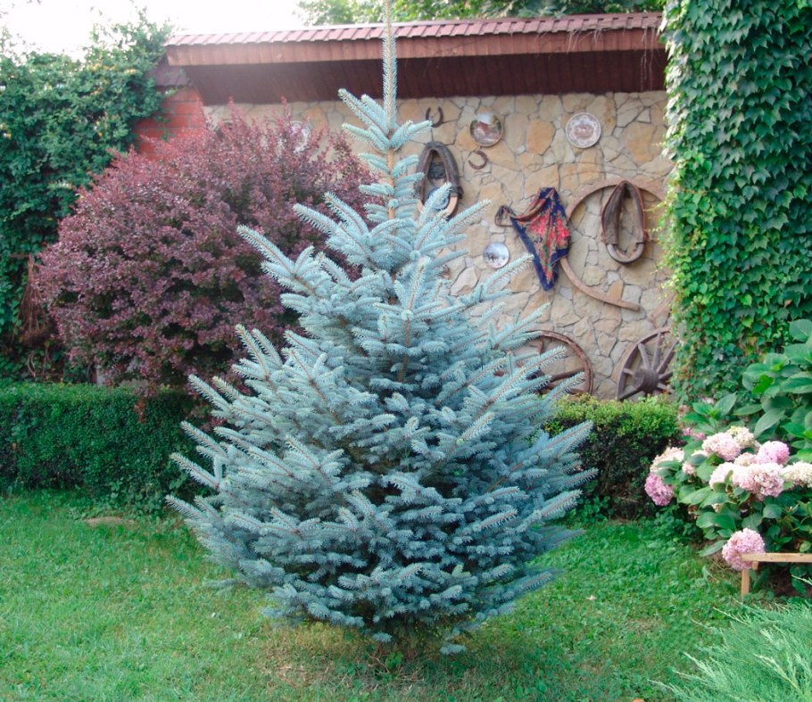 Ель колючая Хупси