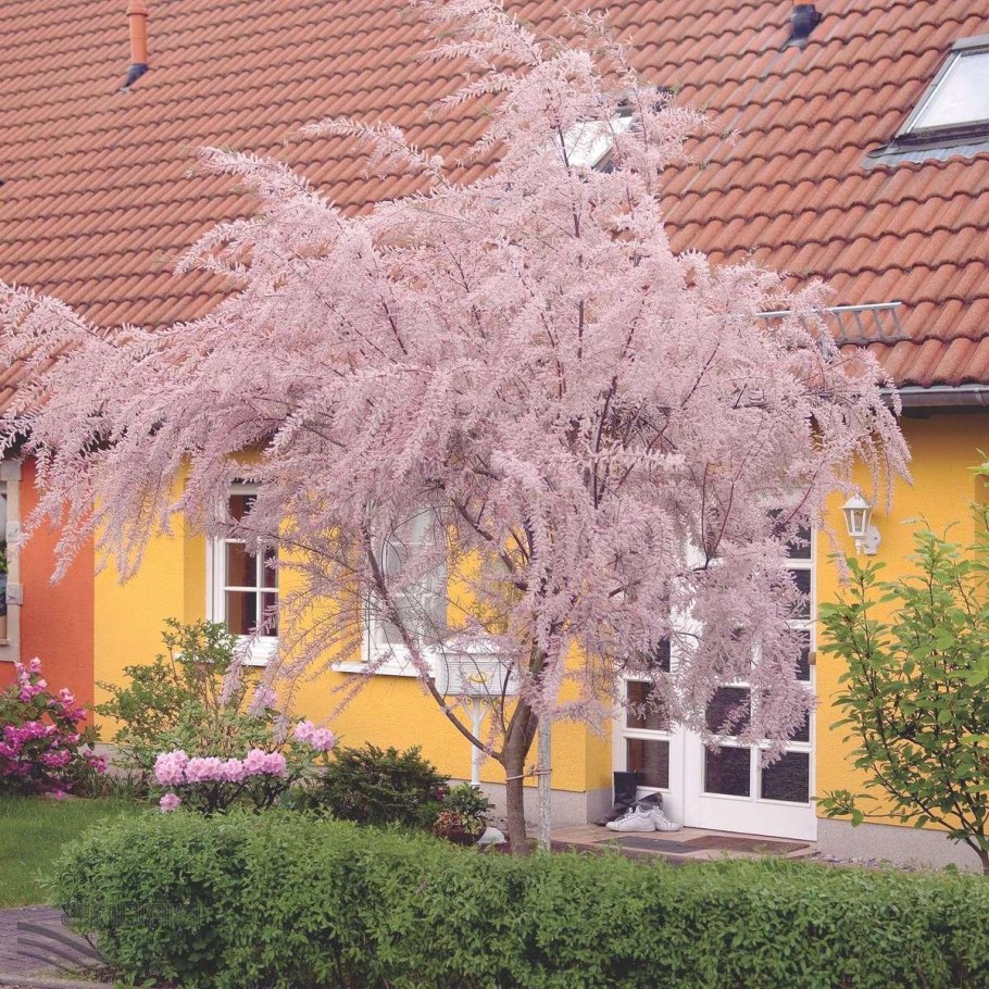 Тамарикс Парвифлора