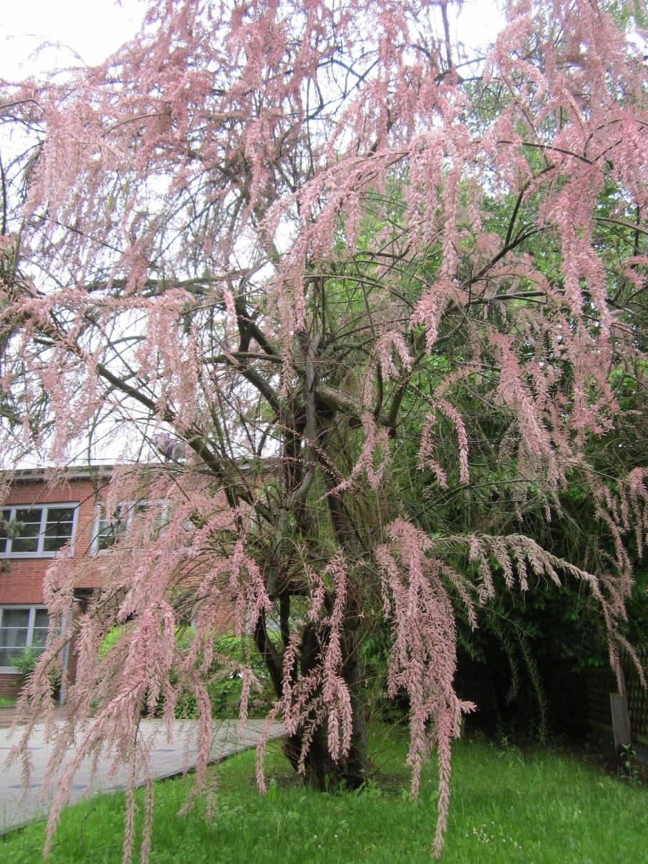 Тамарикс мелкоцветковый