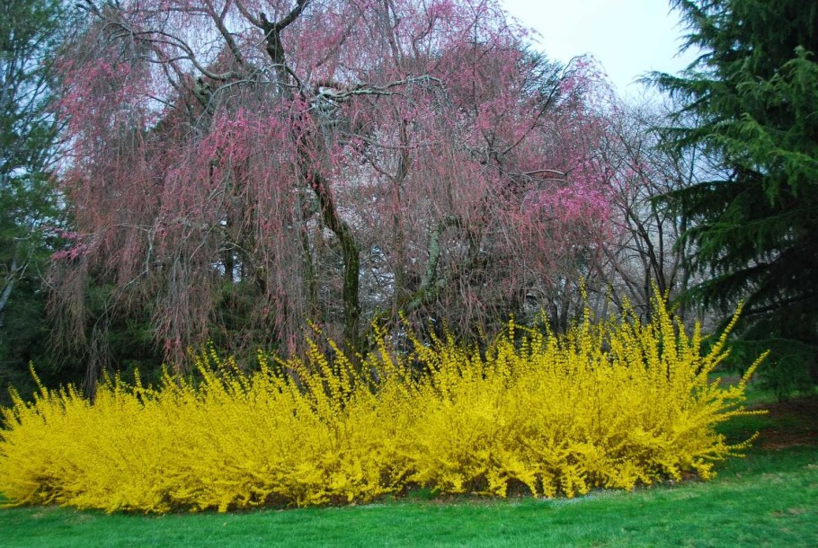 Форзиция Медоуларк