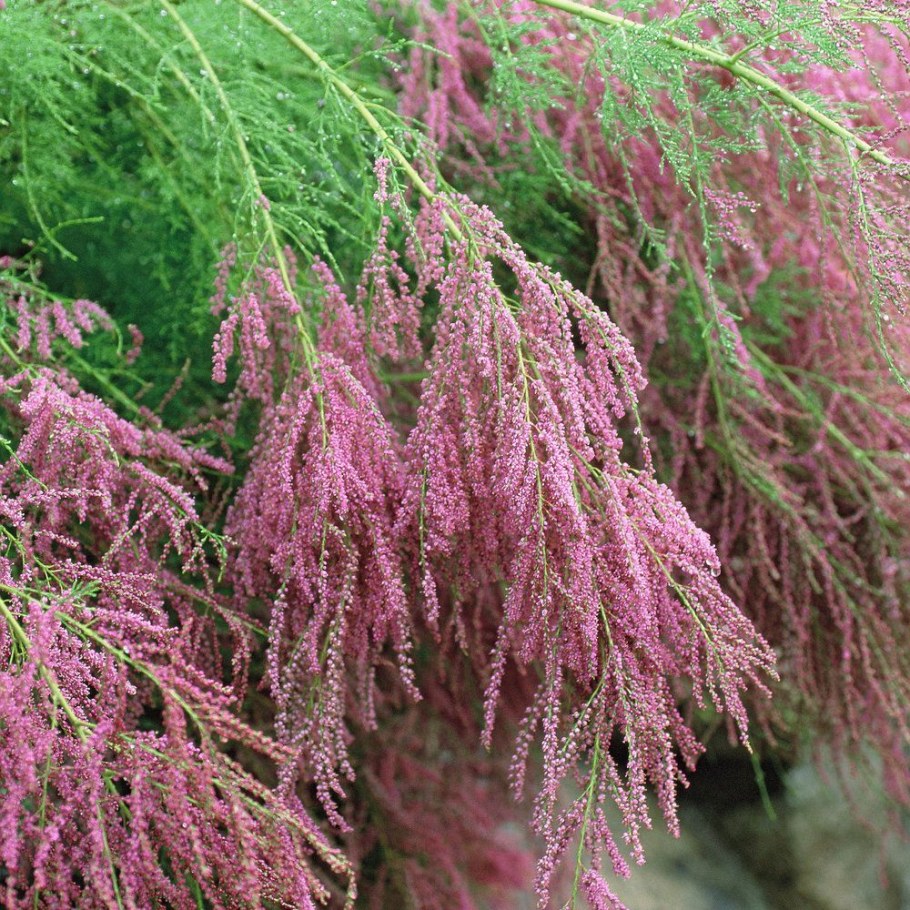 Тамарикс Рубра