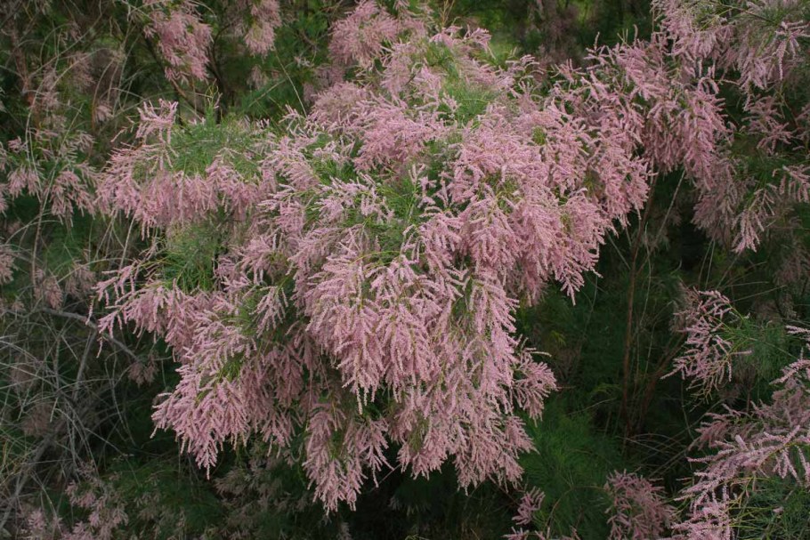 Тамарикс Гребенщик