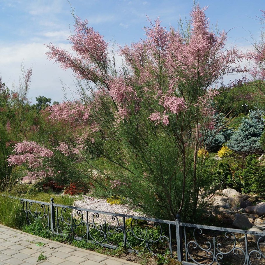 Тамарикс мелкоцветковый