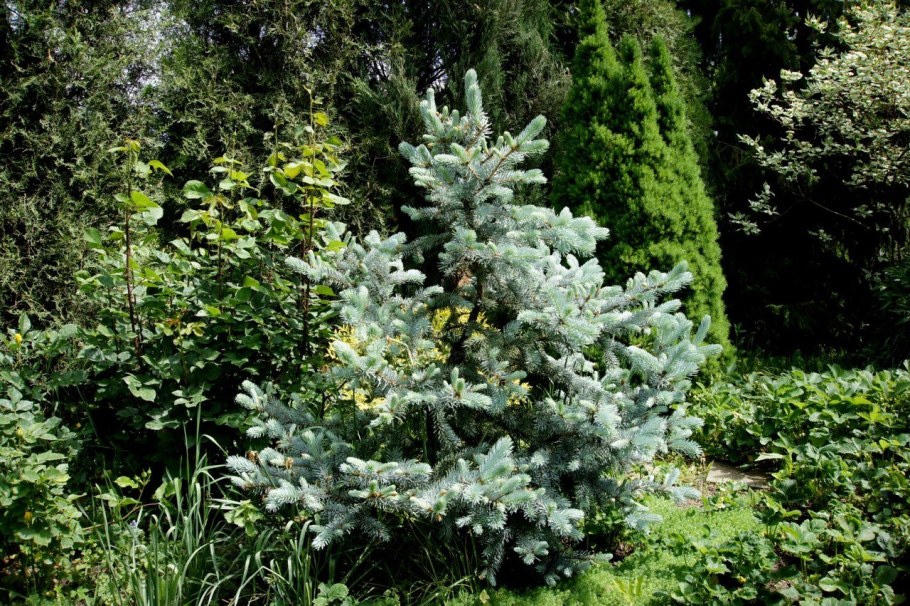 Ель Хупси ниваки