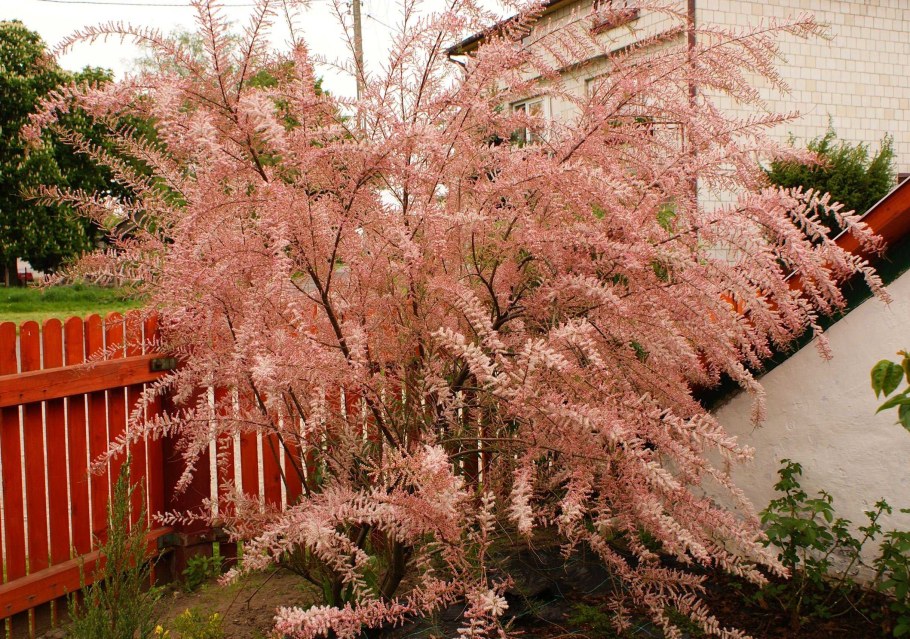 Тамарикс Тетранда