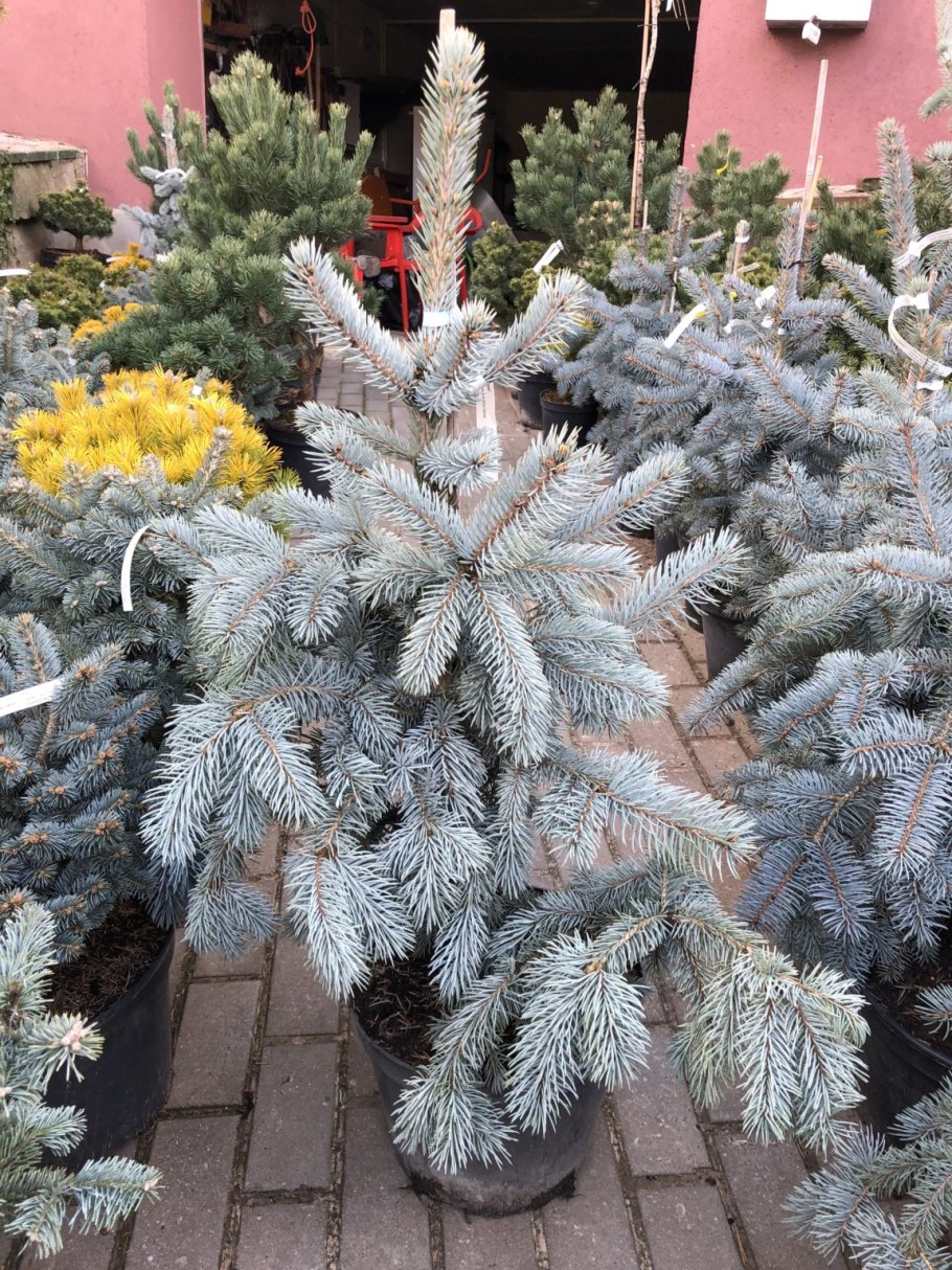 Хупси голубая ель