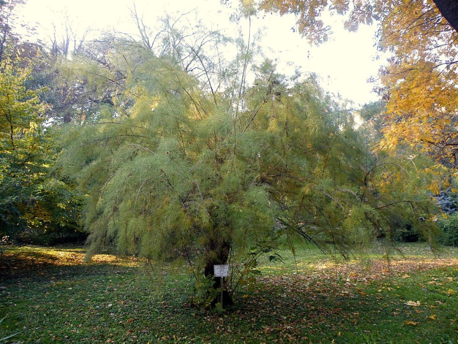 Тамариск кустарник