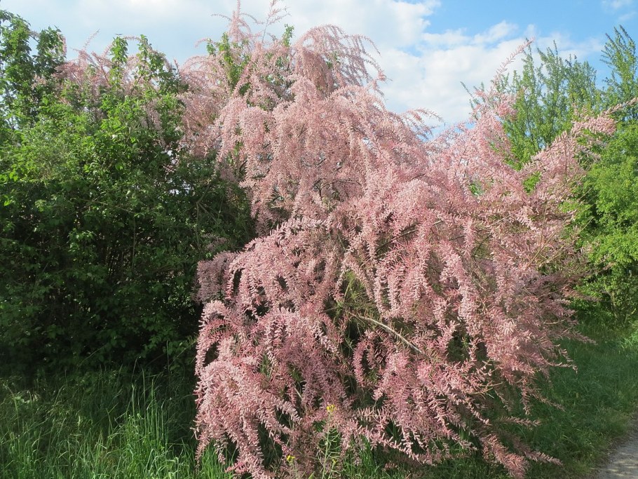 Хвойник тамарикс