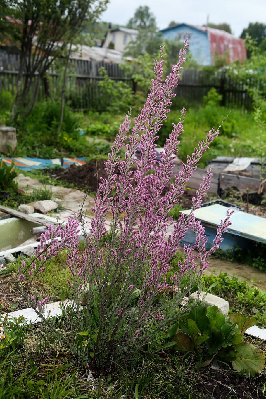 Мирикария Даурская