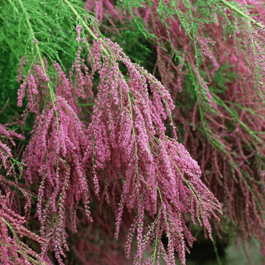 Тамарикс четырехтычинковый Африкана