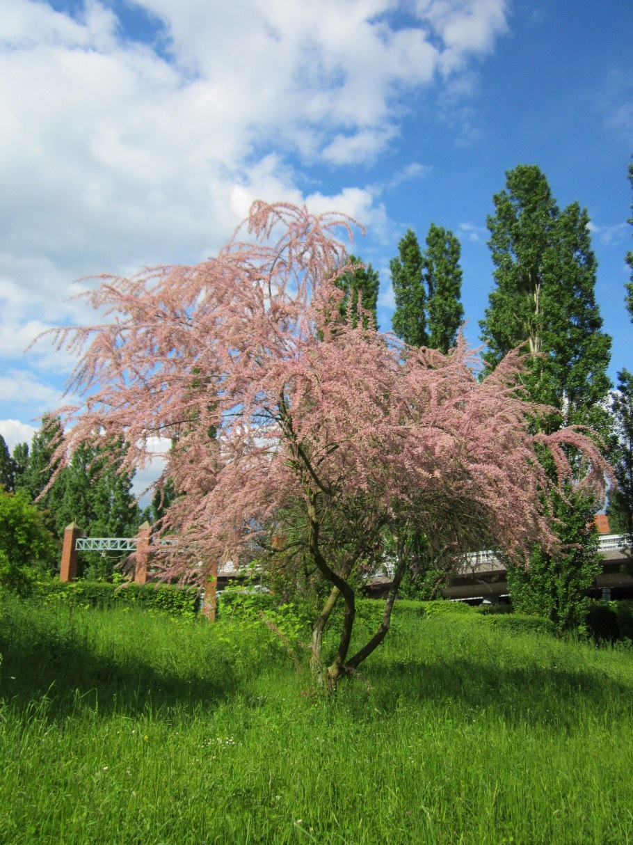 Тамарикс мелкоцветковый