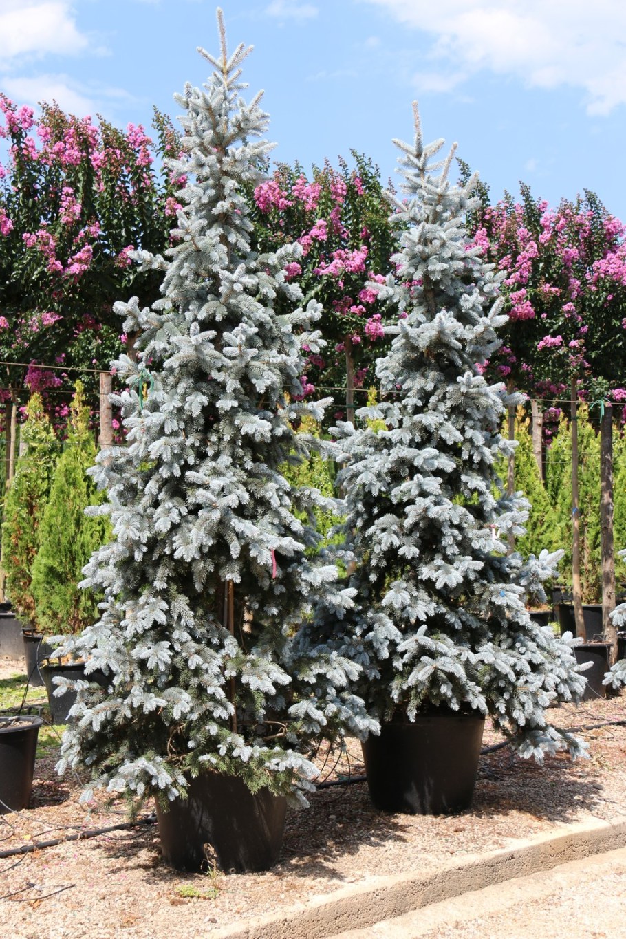 Ель колючая Хупси