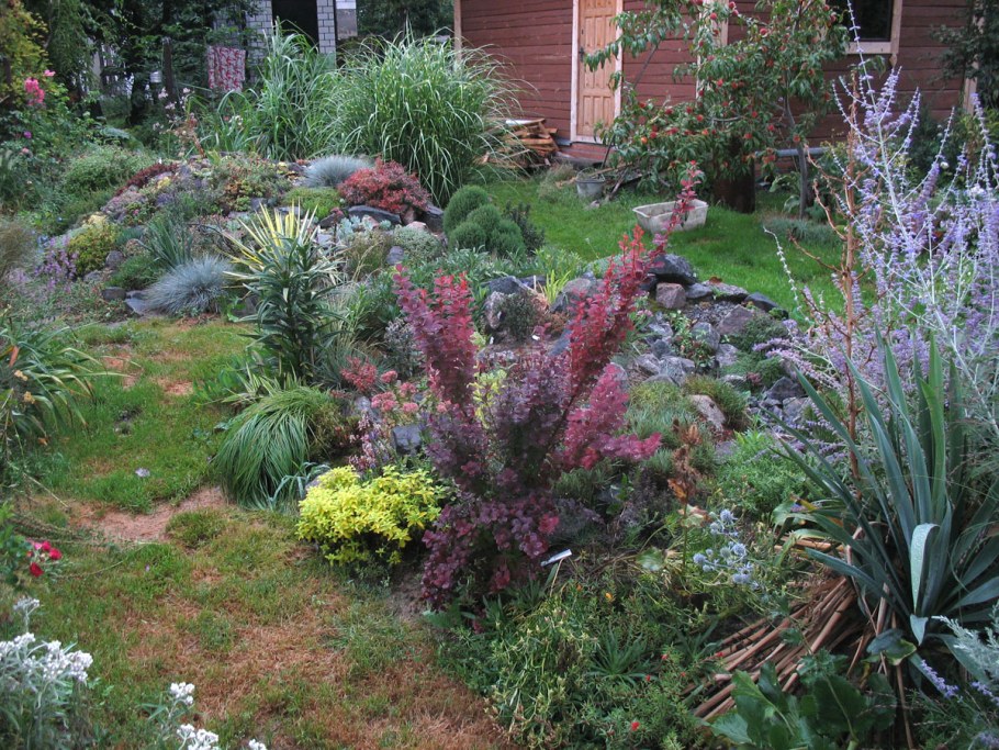 Мирикария лисохвостная