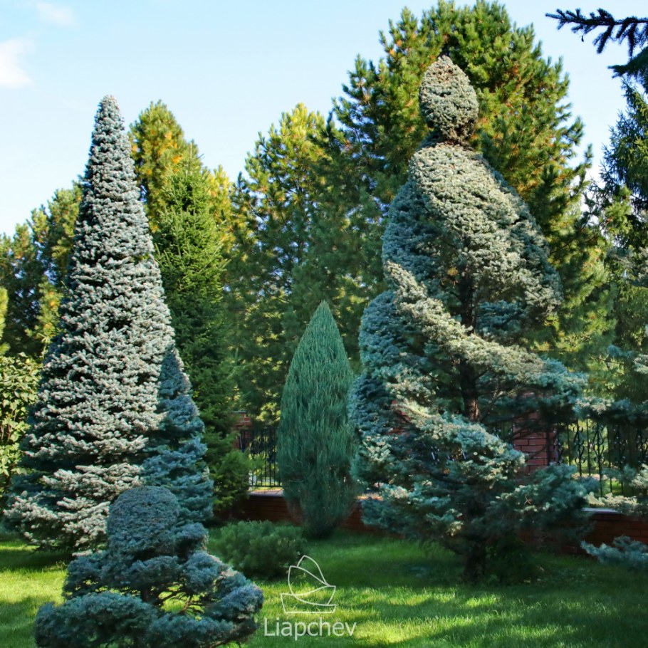 Ель Хупси ниваки