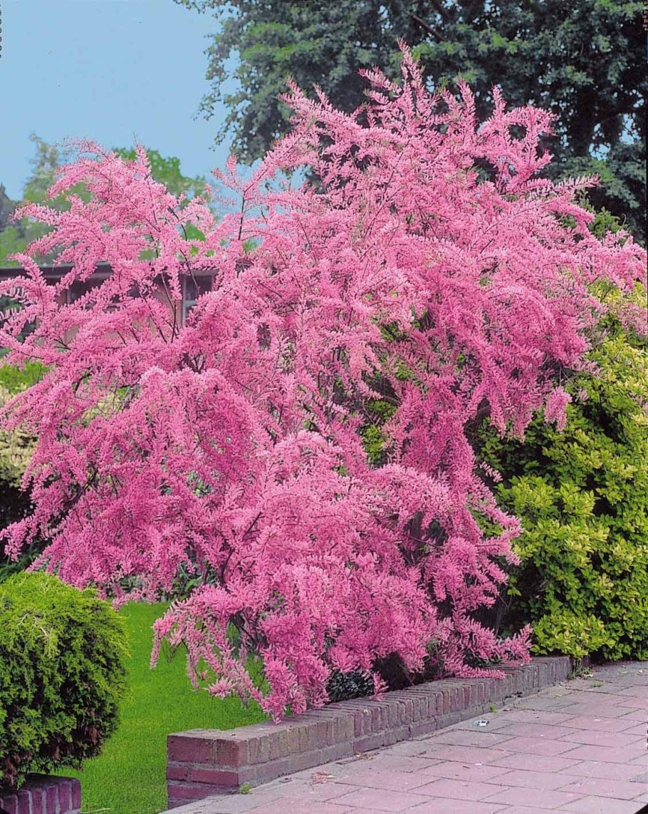 Тамарикс ветвистый