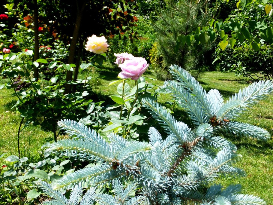 Ель колючая Jan Byczkowski