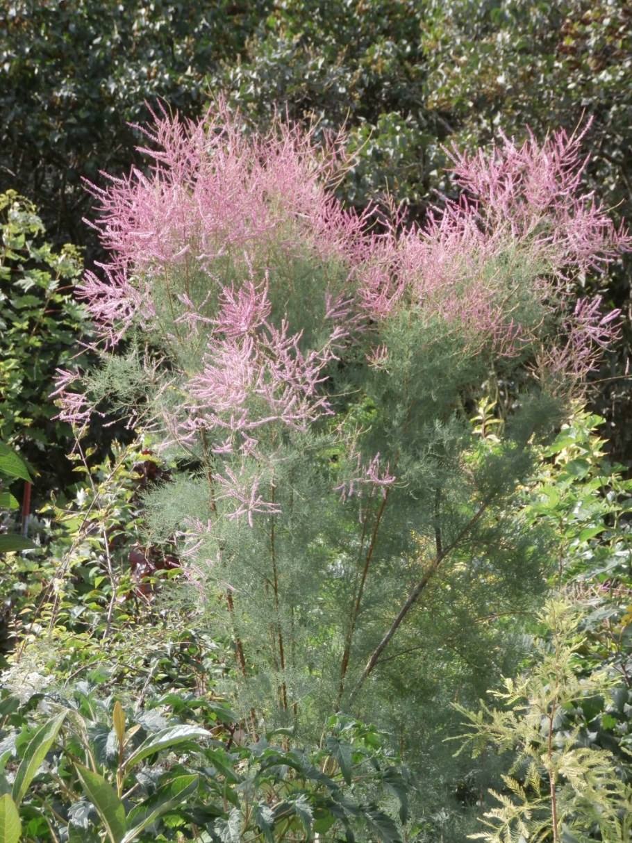 Тамарикс rubra