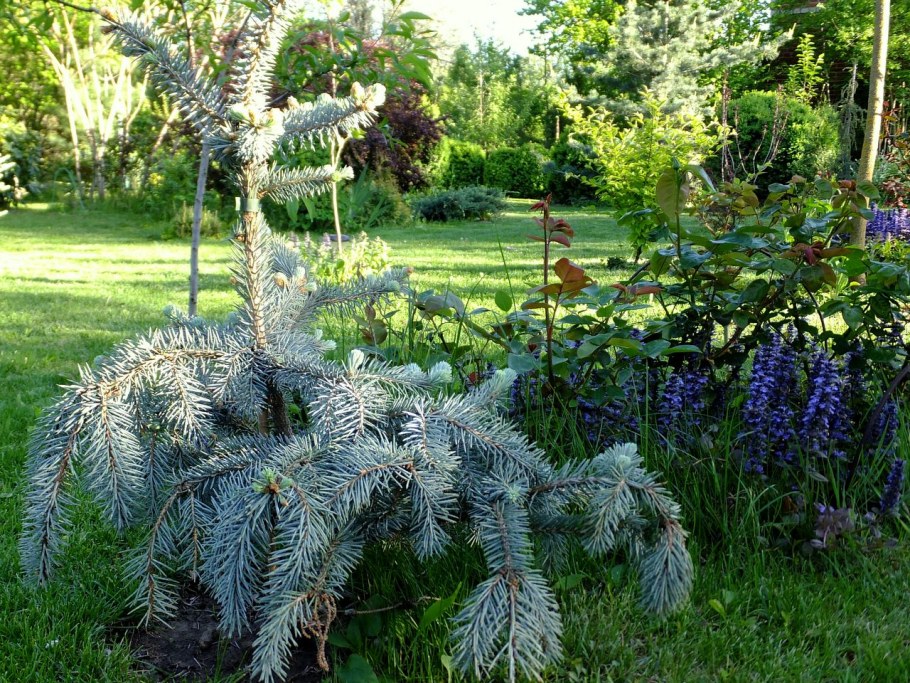 Ель колючая Хупси