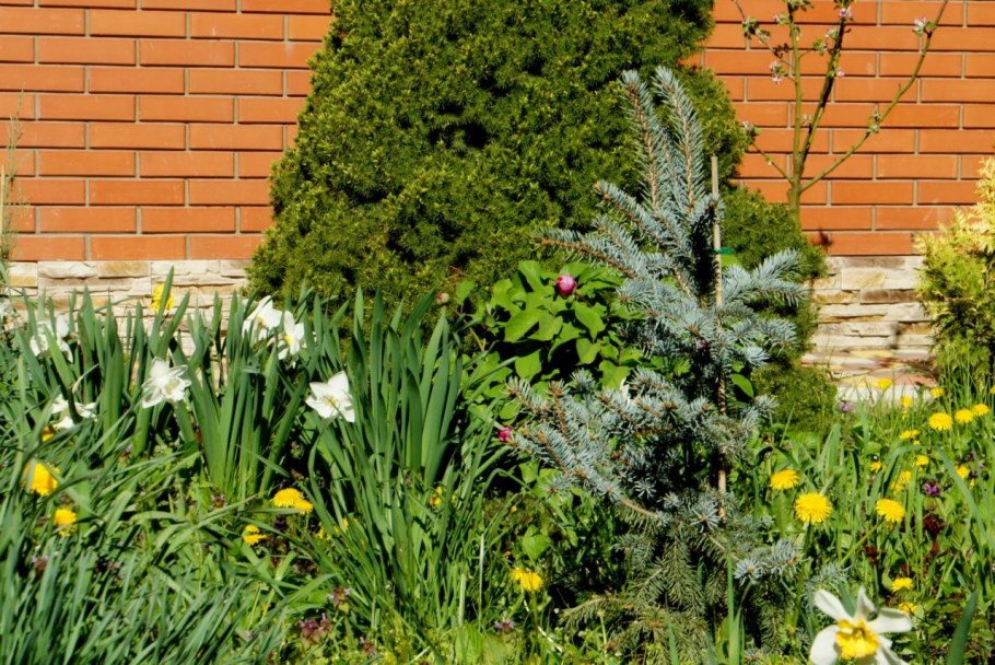 Клумба с можжевельником Стрикта