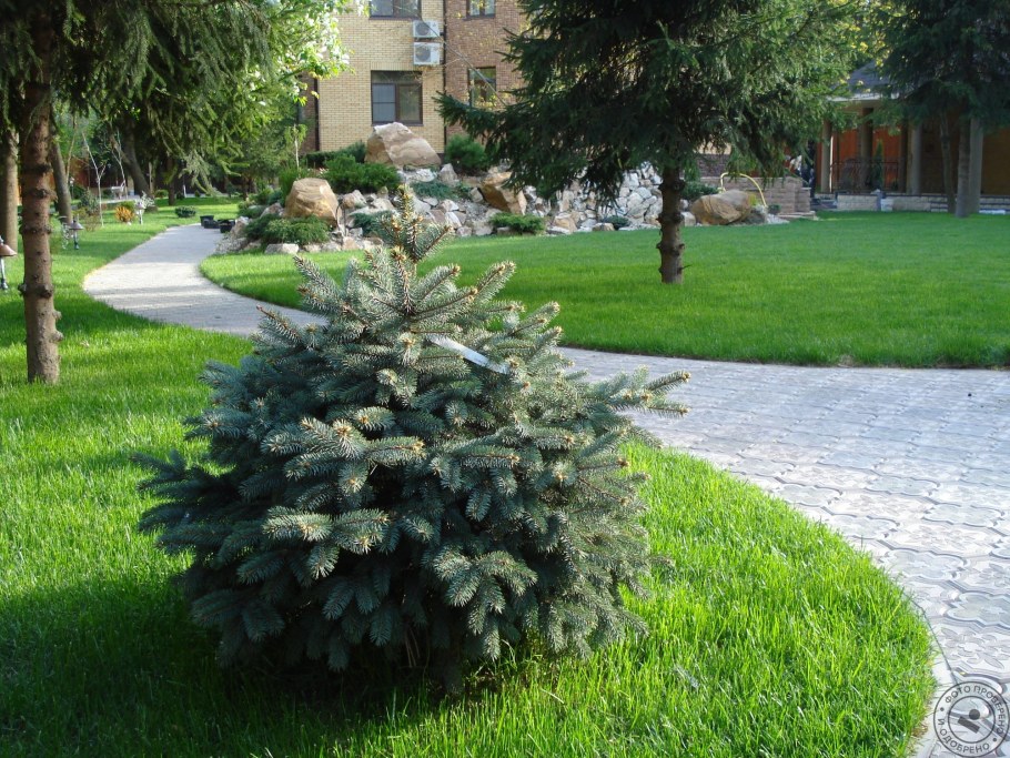 Ландшафт с елками