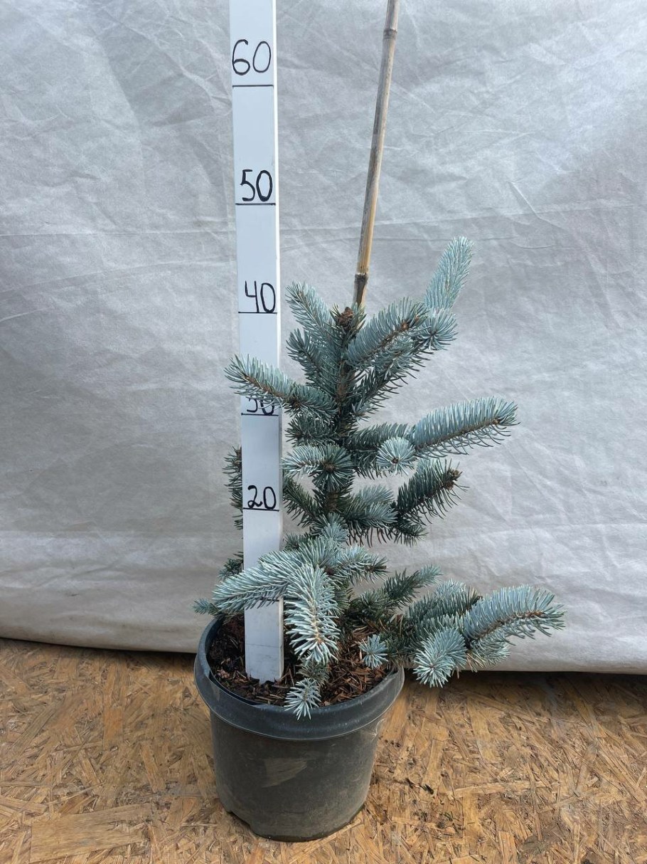 Ель колючая Хупси