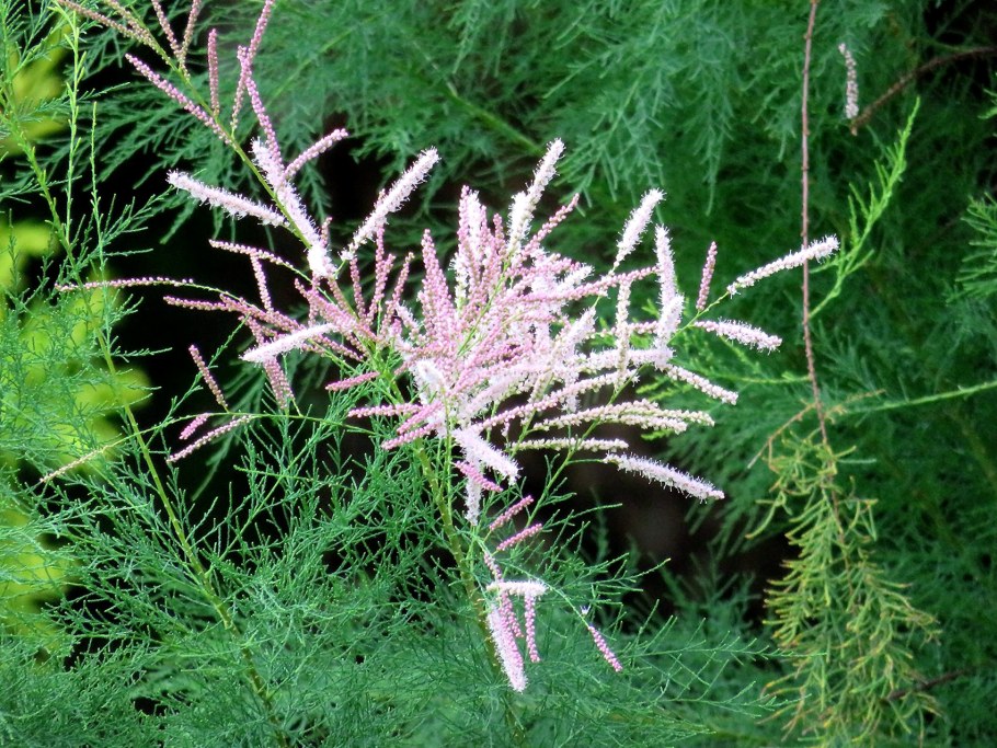 Тамарикс бисерник