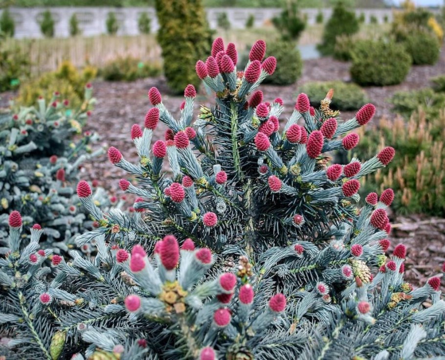 Ель колючая (Picea pungens) "Hermann Naue